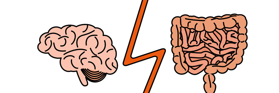 What is the Vagus Nerve?