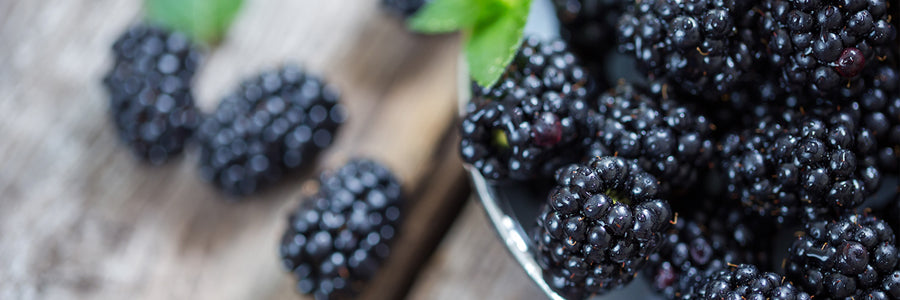 Wild Picked Black Berry Protein Shake