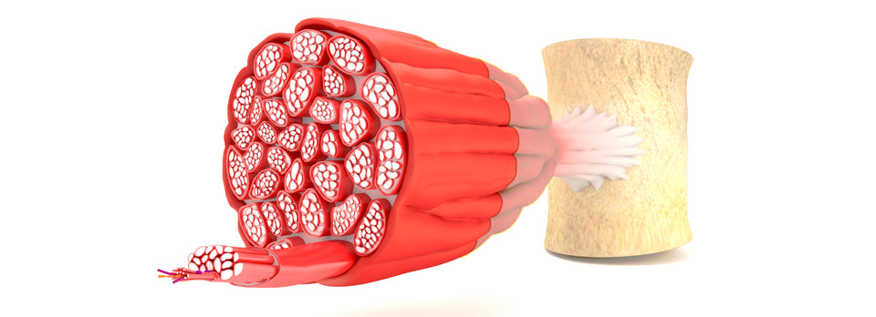 Muscle Hypertrophy - from Training to your Tucker