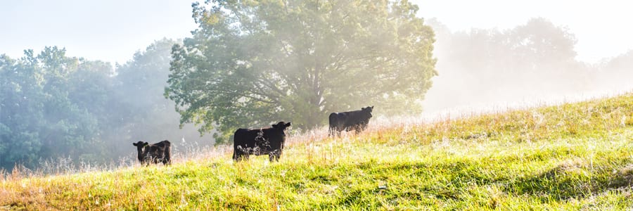 Grass Fed vs Grain Fed Omega Ratios